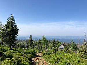 20180529 rachel wanderweg waldschmidthaus wald junger wald jungwuchs sandra_schrönghammer_privat.jpg